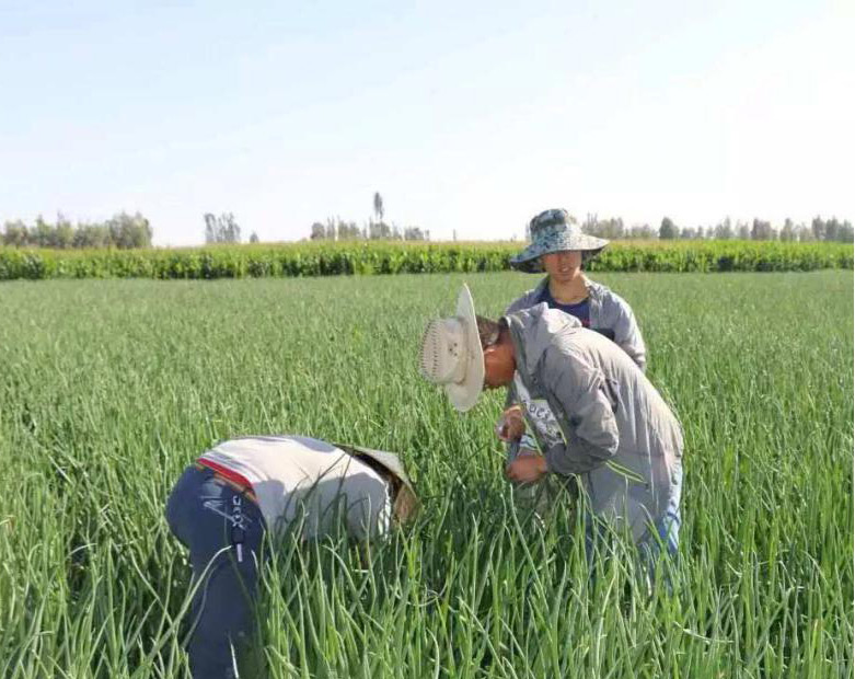 殺蟲(chóng)劑消泡劑應(yīng)用圖